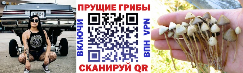 Галлюциногенные грибы Psilocybe  Балахна 